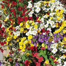 40 Nemesia Carnival Mix Seeds Annual Flower Sweet Coconut Scent - £13.49 GBP