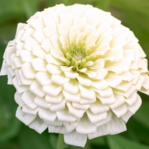 35 Pure White Zinnia Elegans Seeds Flower - £14.13 GBP