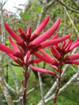 Erythrina Herbacea Coral Bean Red Flowers Fresh Seeds - £14.92 GBP