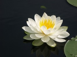FREE SHIPPING 1 BAREROOT NYMPHEA ODORATA WHITE WATER LILY LIVE PLANT - £21.45 GBP