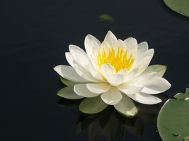 Free Shipping 1 Bareroot Nymphea Odorata White Water Lily Live Plant - $26.99