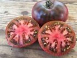 30 Cherokee Purple Tomato Seeds 2024 ~ NON-GMO - £7.97 GBP