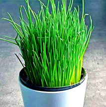 SKM 1000 Chives Seeds Green Onion Spring Perennial Non Gmo Mosquito Repe... - $211.50 MXN