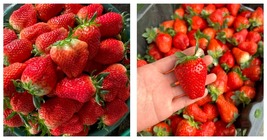&#39;Akihime&#39; Series Red Strawberry Seeds 10 Bags (200 Seeds / Bag)  - £26.74 GBP