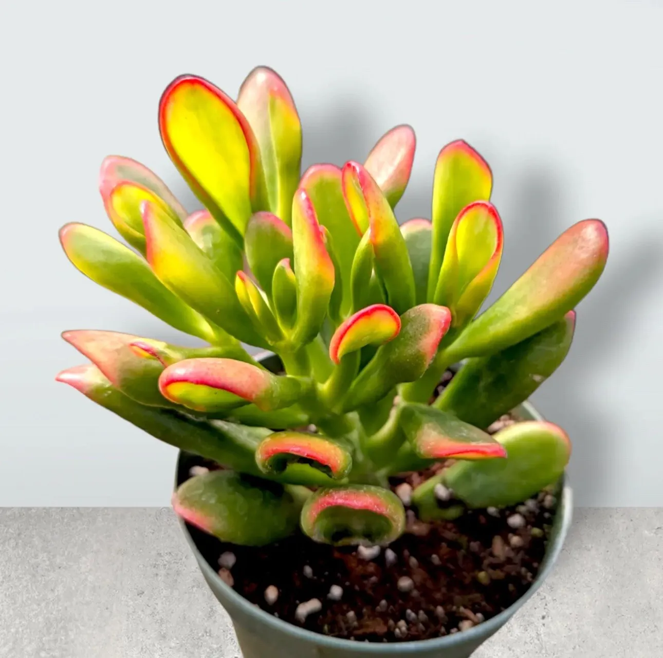 4” Pot Crassula ovata Variegated &#39;ET&#39;s Fingers&#39; Jade Succulent Plant - £41.54 GBP