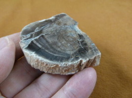 R805-21) genuine fossil Petrified Wood slice specimen Madagascar organic... - £11.95 GBP