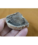 R805-21) genuine fossil Petrified Wood slice specimen Madagascar organic... - $14.95