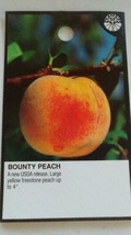 BOUNTY PEACH 4&#39;-6&#39; Tree Live Fruit Trees Plant Sweet Juicy Delicious Peaches NOW - £76.24 GBP