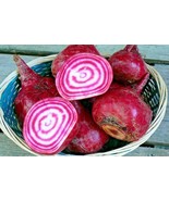 KKG 100 Chioggia Beets Seeds Italian Heirloom Vegetable Patio Container Planting - $14.03