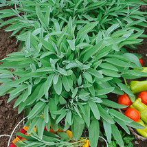 25 Seeds - Broadleaf Sage Seeds - Great Herb - $152.10 MXN