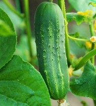 50 SEEDS CUCUMBER ASHLEY HEIRLOOM SEEDS QUICK SETUP FLOURISH - $8.35