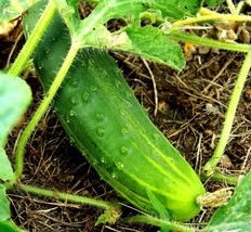 GIB 25 Seeds Easy To Grow Heirloom Cucumbers, Boston Pickling, Seeds, Or... - £7.02 GBP