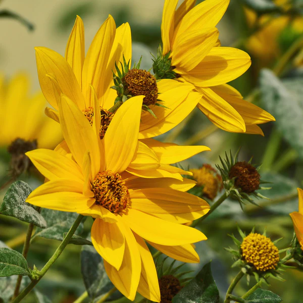 30 Pcs Maximilian Sunflower Seeds - Happiness Honesty Loyalty Flowers - £7.79 GBP