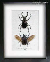 Real 4 Eyes Stag Beetles Sphaenognathus Giganteus PAIR Framed Entomology... - £85.99 GBP