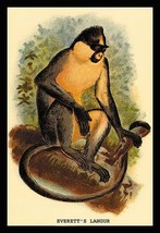 Everett&#39;s Langur by G.R. Waterhouse - Art Print - £17.52 GBP+