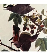 Gray Catbird Bird 1946 Color Art Print John James Audubon Nature DWV2H - €25,96 EUR Gray Catbird Bird 1946 Color Art Print John James Audubon Nature DWV2H - €25,96 EUR
