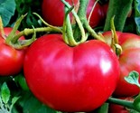50 Seeds Bradley Bush Tomato Seeds Organic Compact 36&quot;&quot;Tall Vegetable Ga... - $8.99