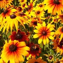 Gloriosa Daisy Flower Seeds Rudbeckia Hirta Black Eyed S N Yellow Orange Daisy W - £6.47 GBP