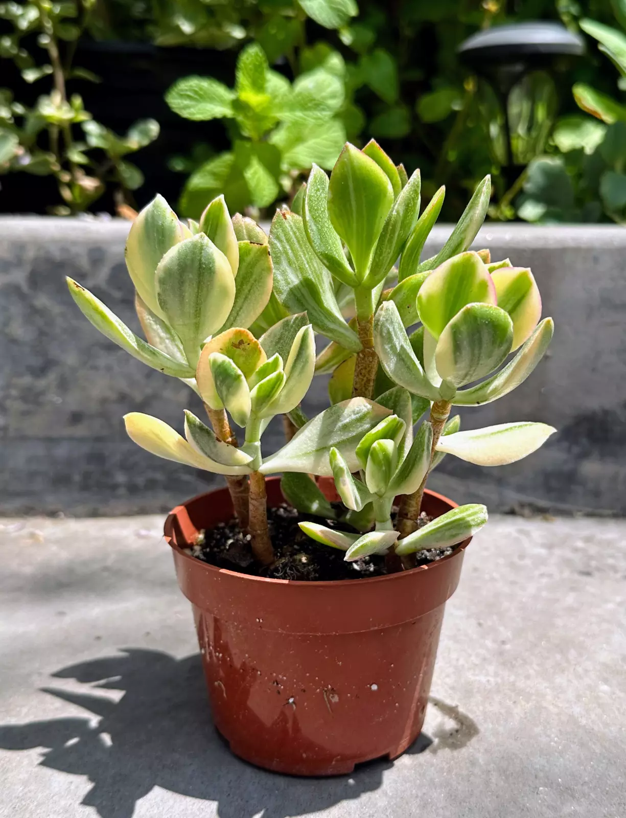 Crassula Ovata ‘Tricolor’ Variegated Jade Live Plant in 4” inch Pot w/ Soil - $36.99