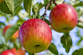 Semilir 40 Seeds Fuji Apple Tree Seeds Fast Grow From US - $14.99