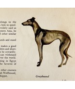 Greyhound 1939 Dog Breed Art Ole Larsen Color Plate Print Antique PCBG17 - $29.99
