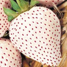 Su Gard White Wonder Strawberry 100 Seeds Autumn Perennial Heirloom Fruit - £3.00 GBP
