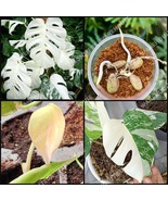 5 Variegated Monstera White Tiger Seeds Organic For Planting Limited Sto... - £18.03 GBP