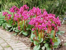 BERGENIA Elephant Ears Cordifolia Large Hardy Perennial, 50 Seeds - $5.00