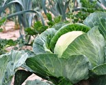 250 Seeds Cabbage Seed All Seasons Heirloom Non Gmo Fresh Fast Shipping - £7.22 GBP