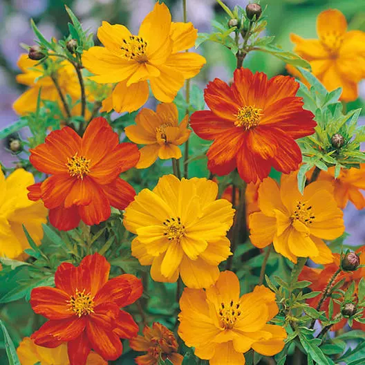 MBK 100 Seeds Cosmos Polidor Mix Citrus Shades Mother Nature&#39;s Non-Gmo - $9.75