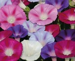 30 Seeds Morning Glory Flower Seeds Mixed Colors Climbing Beautiful Fres... - £7.20 GBP
