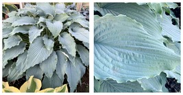 1 Live Potted Plant hosta WIND BENEATH MY WINGS large blue ruffled 2.5&quot; pot - $42.99