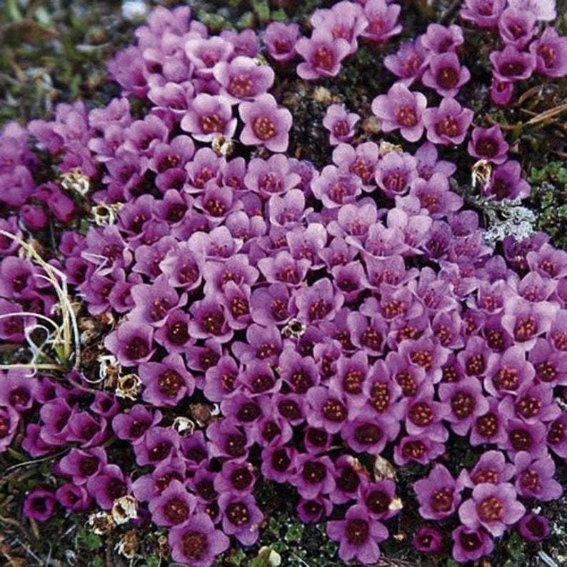 100Pcs Saxifraga Purple Robe Flower Seeds Saxifraga Arendsii Seed - $19.27