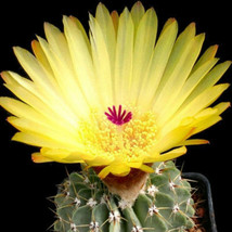 Notocactus buiningii exotic flowering yellow  parodia rare cactus cacti 50 SEEDS - £7.23 GBP