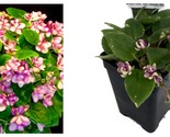 Humpty Doo Mini African Violet 2.5&quot; Pot Terrariums/Fairy Gardens/Housepl... - £24.96 GBP