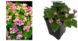 Humpty Doo Mini African Violet 2.5&quot; Pot Terrariums/Fairy Gardens/Houseplant NEW - £25.11 GBP