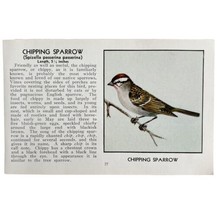 Chipping Sparrow Bird Print 1931 Blue Book Birds Of America Antique Art ... - $19.99
