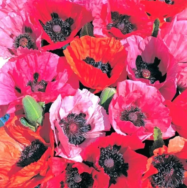 Organic Oriental Poppy 50 Pure Seeds Papaver Orientale Will Germinate 6 Fresh Ga - £7.62 GBP