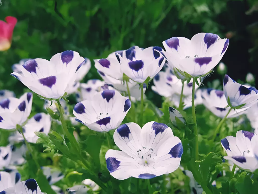 250 seeds Five Spot Nemophila. Flower Annual wildflower.  - £7.33 GBP