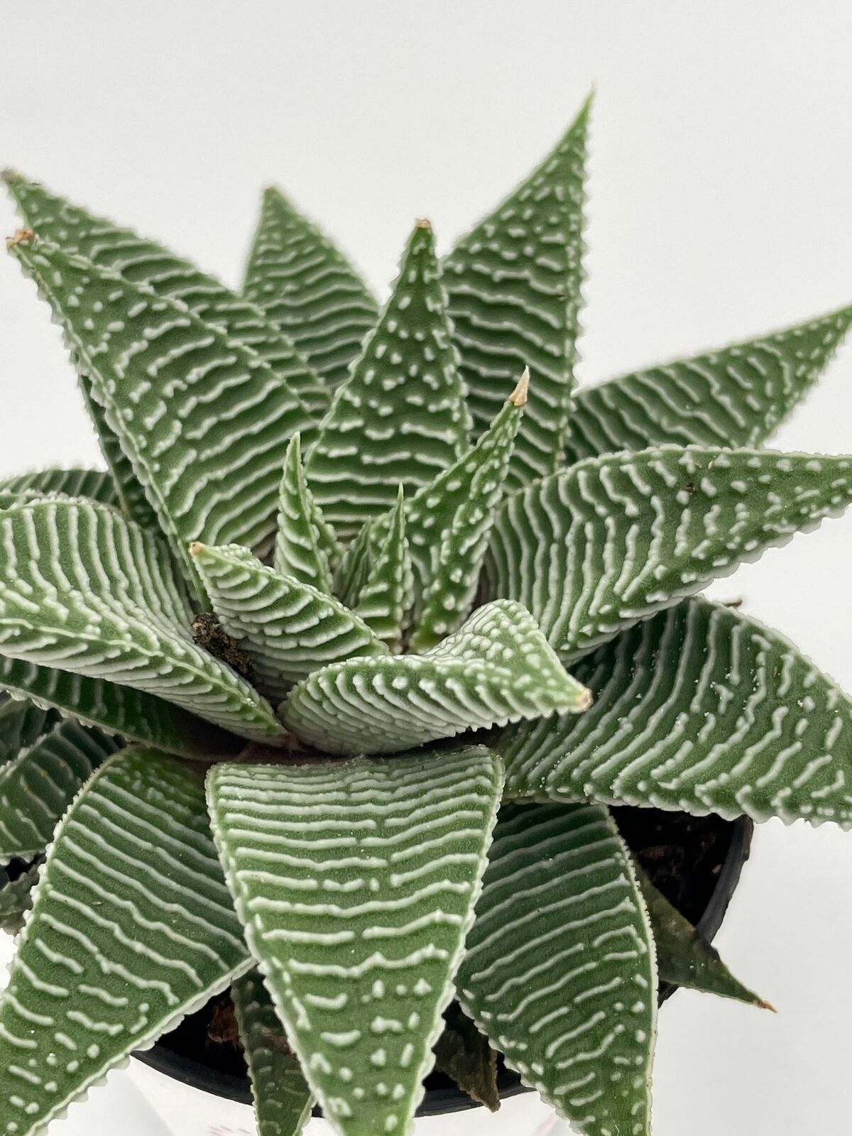 Haworthia Limifolia, Lace Aloe , Variegated White Aloe Plant, Ribbed Freckles, W Item image 8