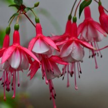 Double Petals Fuchsia Flower Bonsai Potted Plants Hanging Fuchsia Flowers - 100  - £7.45 GBP