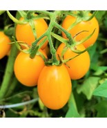 VCS Yellow Plum Grape Tomato Seeds Indeterminate Pear Cherry Tomatoes Se... - $256.33 MXN