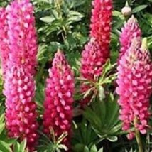 New Fresh Seeds 40 Rose Colored Lupinus Perennial Flower Seeds - £20.31 GBP