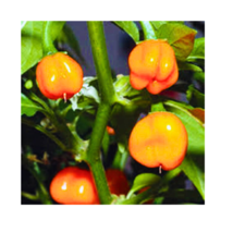 Pepper, Organic,Seeds, Peppers,California Wonder - £5.84 GBP