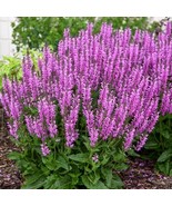 50 Back To The Fuchsia Salvia Seeds Flower Seed Perennial Flowers Fresh ... - $19.05 CAD