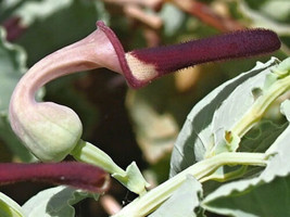 50 Seeds Aristolochia Bracteolata - £15.68 GBP