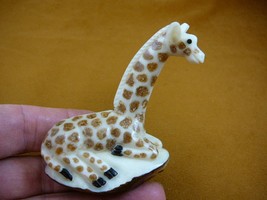 (TNE-GIR-226-D) baby African GIRAFFE TAGUA NUT Figurine carving VEGETABL... - $34.85