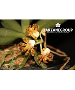 GASTROCHILUS PATINATUS SMALL ORCHID MOUNTED - $33.00