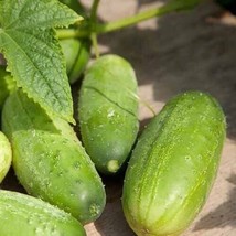 BEST 25 Seeds Easy To Grow Homemade Pickles Cucumbers Heirloom 5-6&quot;&quot; Cuc... - $10.00