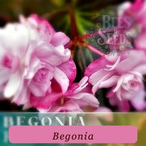 0443 begonia pop thumb200